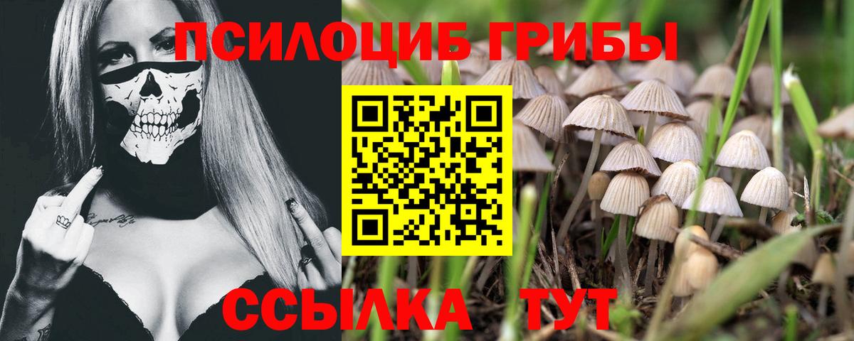 Галлюциногенные грибы Cubensis Новокубанск